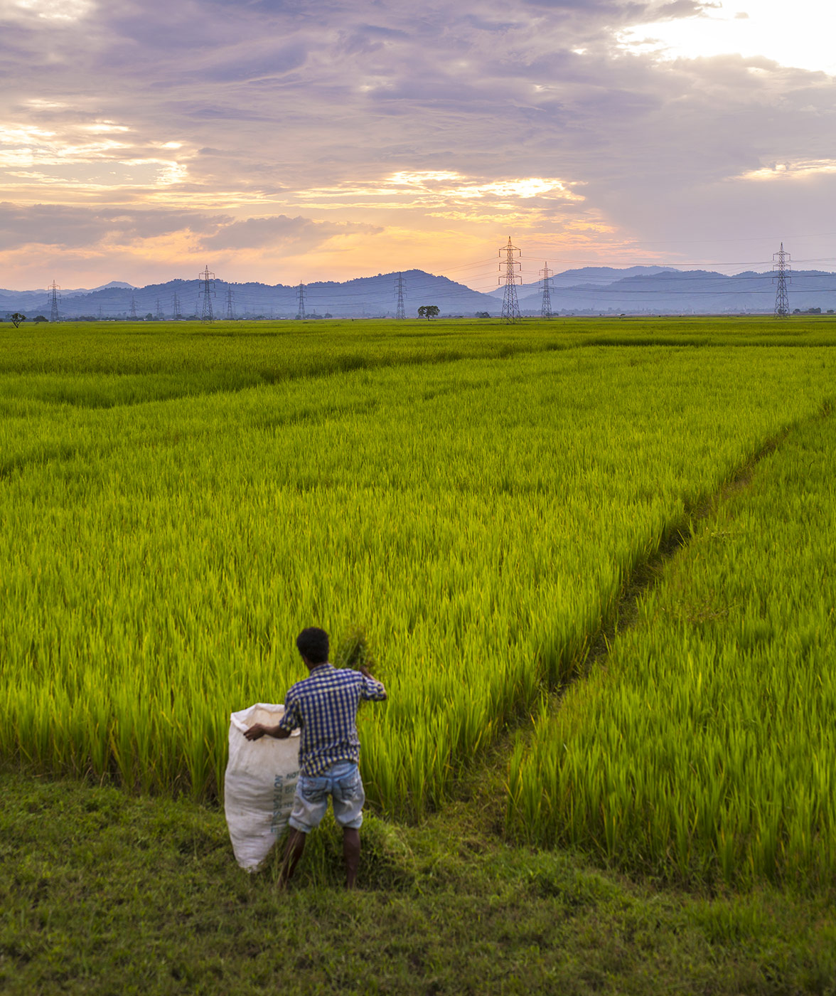 Man working at a rice field with power supply line in background (photo)