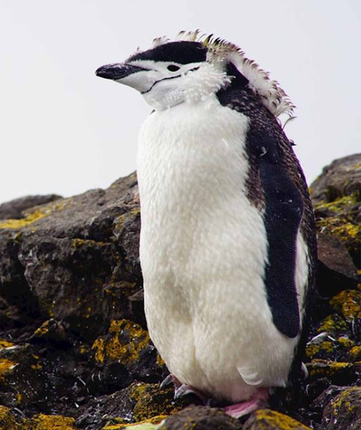Antarctic penguin (photo)